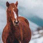 Der er over 1,5 millioner heste i Danmark!