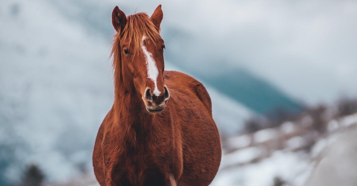 Der er over 1,5 millioner heste i Danmark!