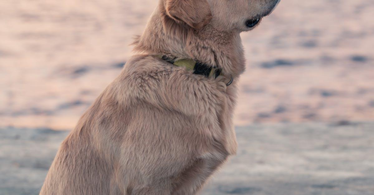 Fordelene ved at Eje en Hund